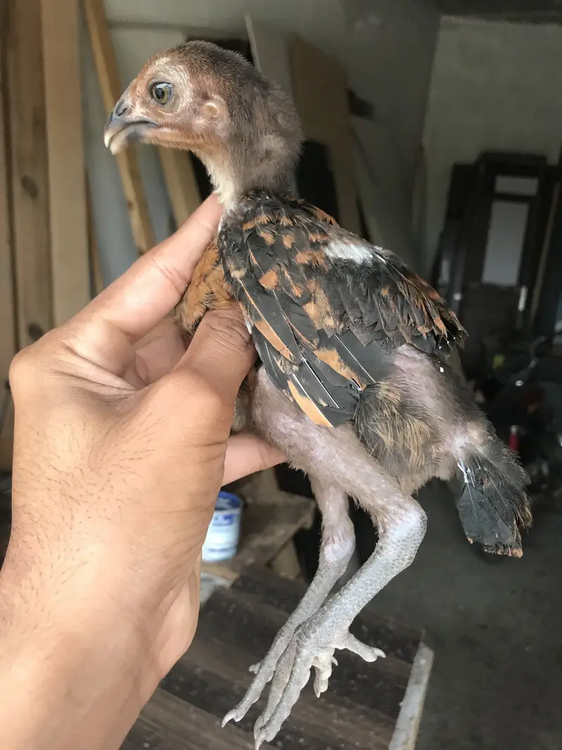 Pure aseel thi chicks for sale in low price — photo 4