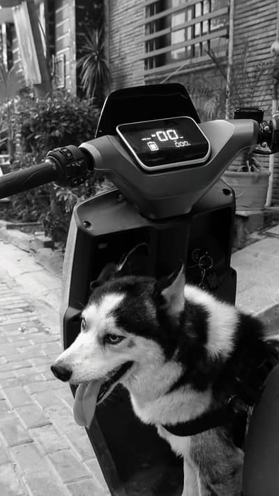 Beautiful Pure Siberian Husky Available