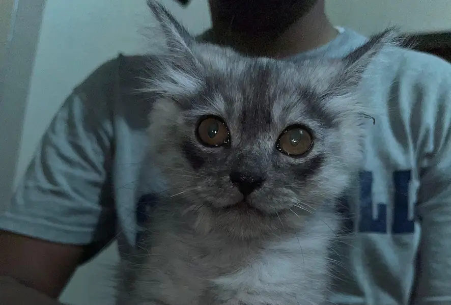 Kitten for sale — photo 2