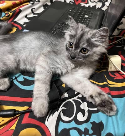 Kitten for sale
