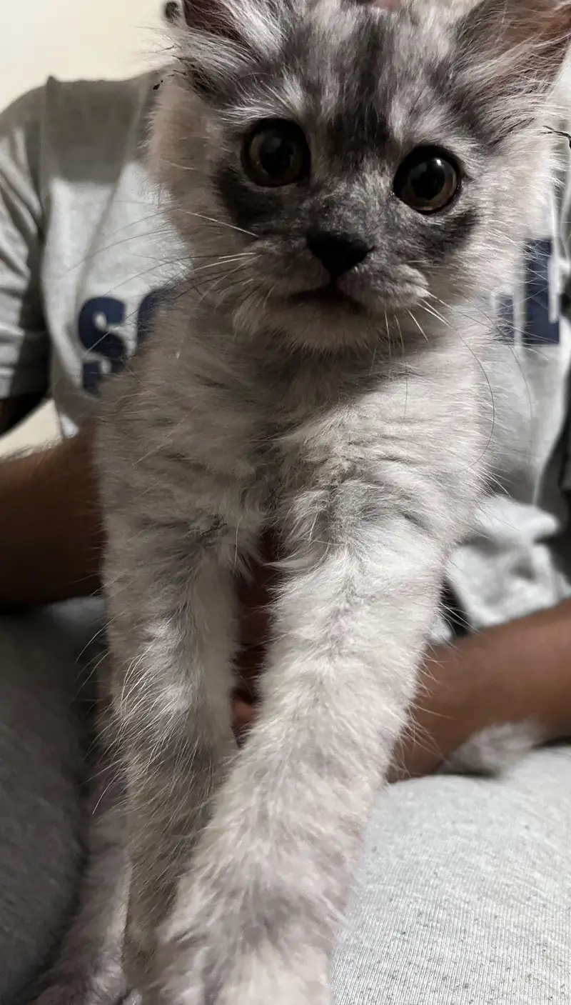 Kitten for sale — photo 4