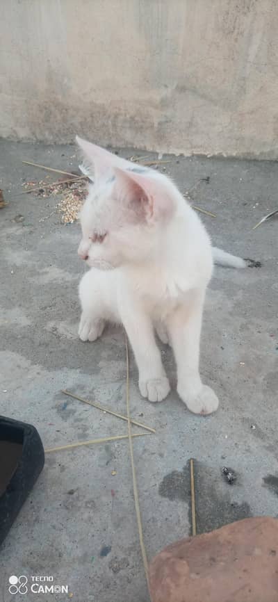kittens for adoption