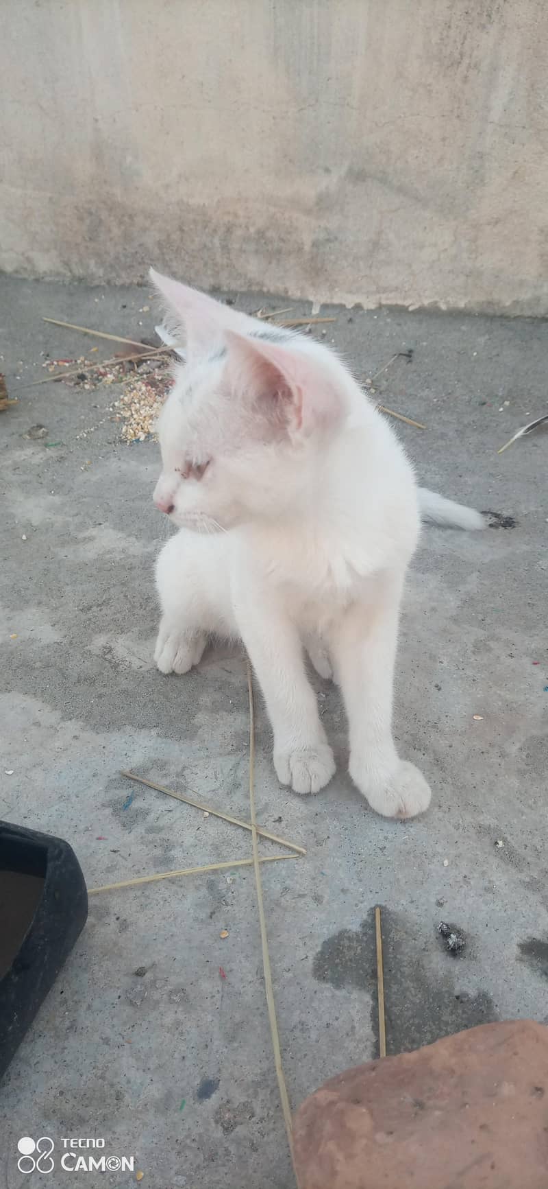 white kittens 1