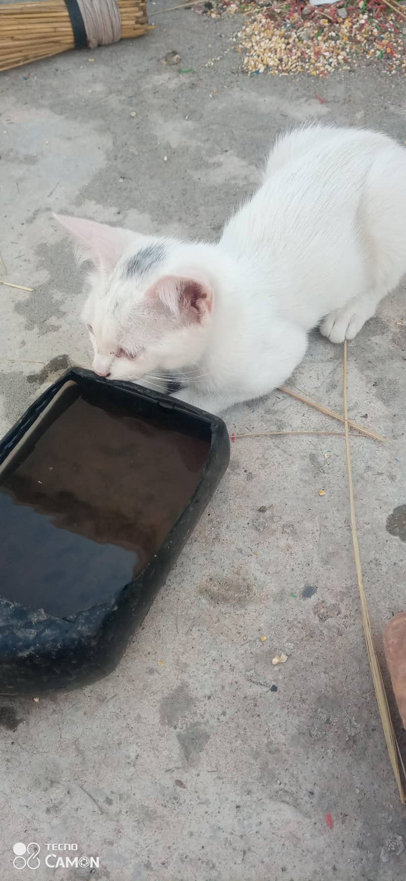 white kittens 2