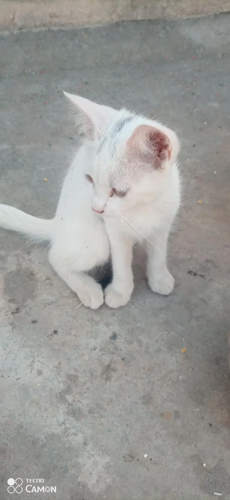 kittens for adoption — photo 3