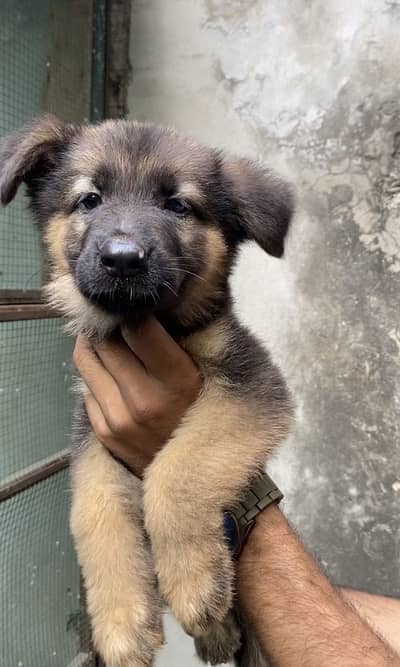 Broad head pure german shepherd puppies