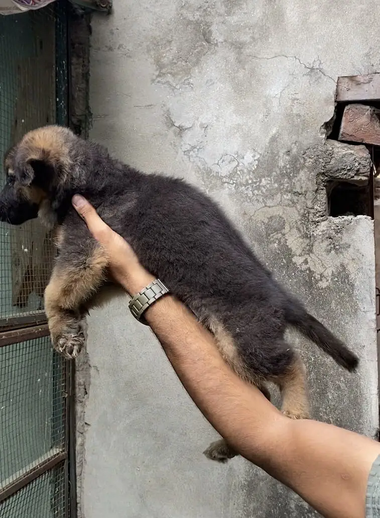 Broad head pure german shepherd puppies — photo 2