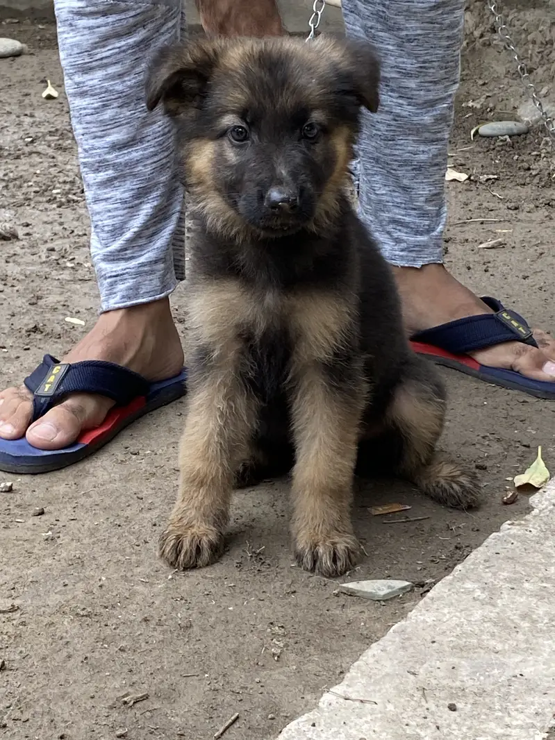 Broad head pure german shepherd puppies — photo 3