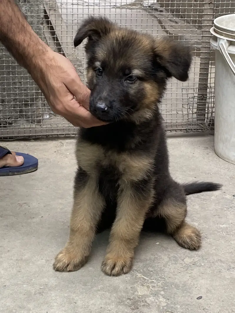 Broad head pure german shepherd puppies — photo 4