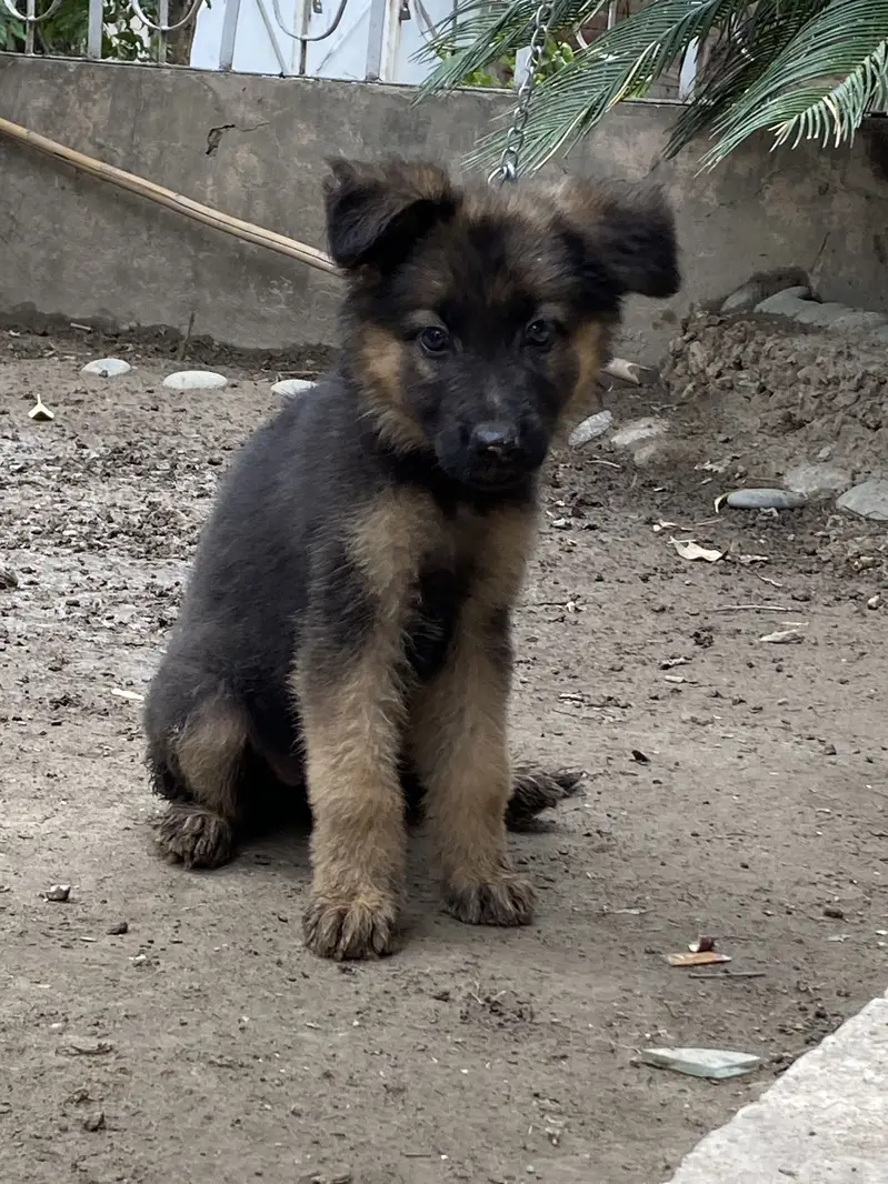 Broad head pure german shepherd puppies — photo 5