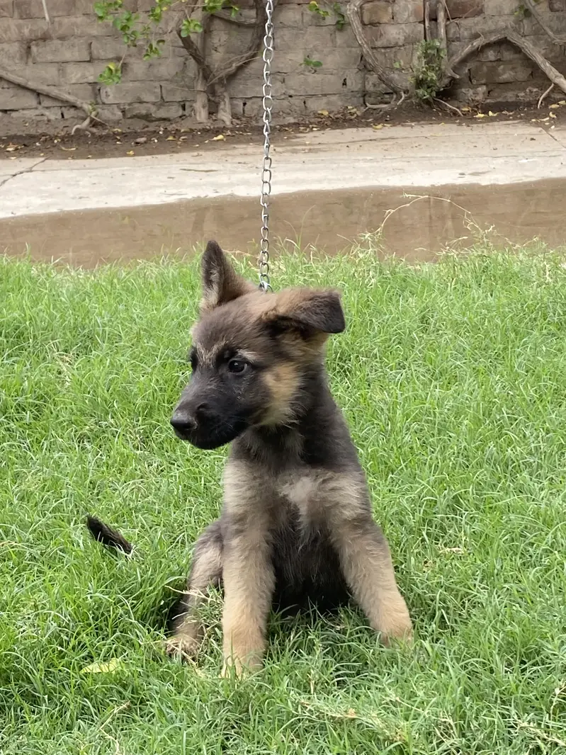 Broad head pure german shepherd puppies — photo 6