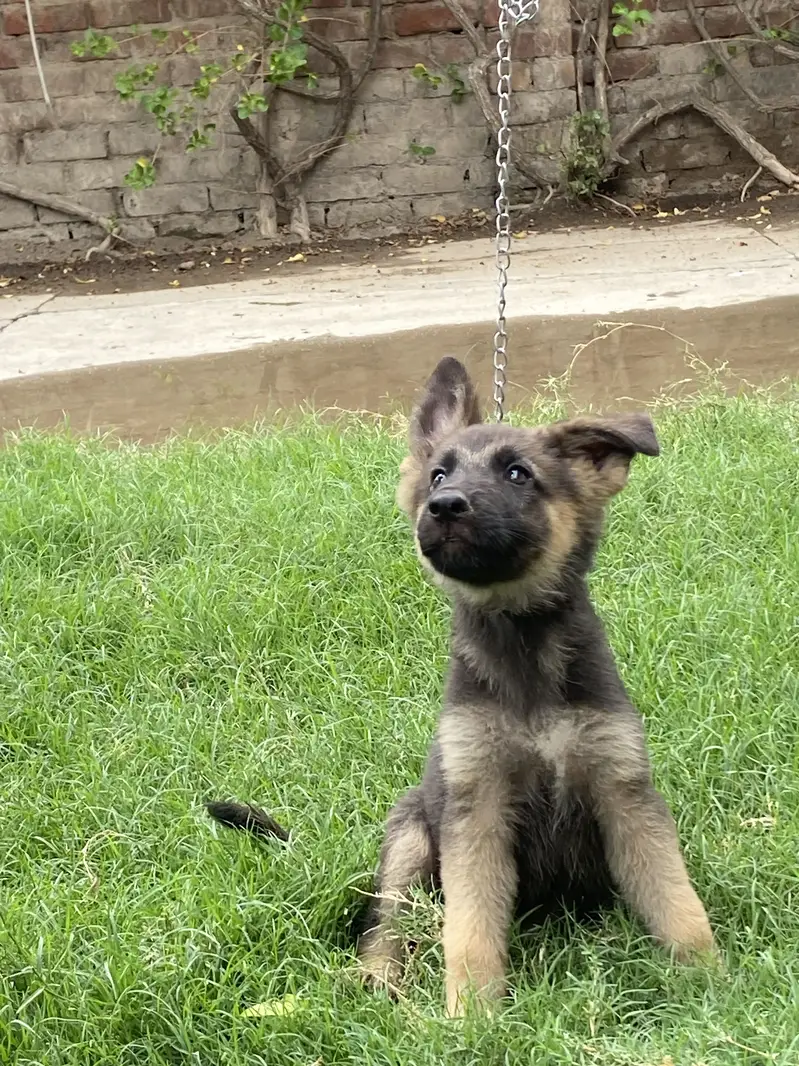 Broad head pure german shepherd puppies — photo 8