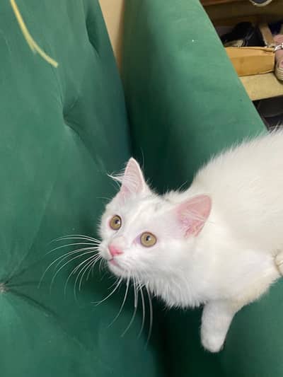 Beautiful White Persian Kitten for Sale