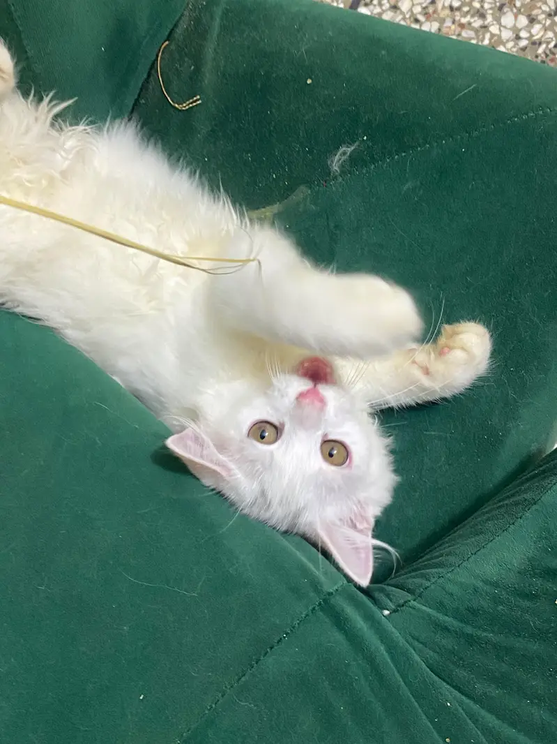 Beautiful White Persian Kitten for Sale — photo 2