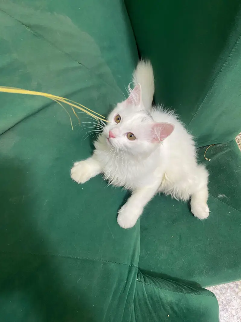 Beautiful White Persian Kitten for Sale — photo 3