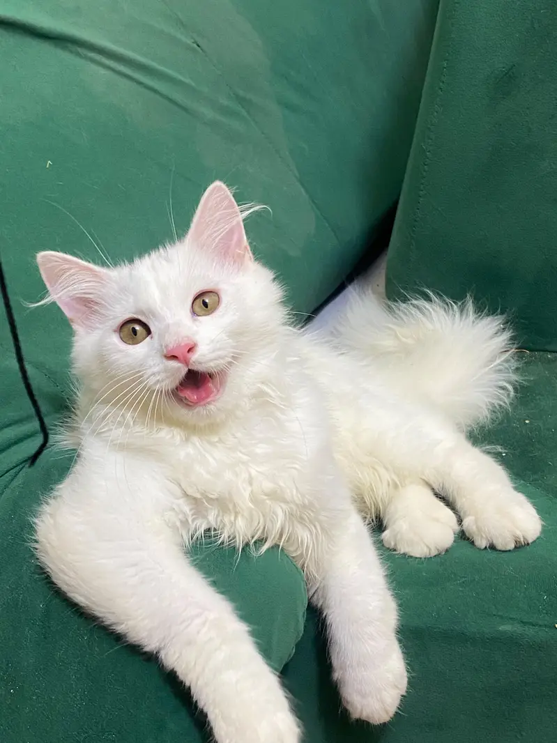 Beautiful White Persian Kitten for Sale — photo 4