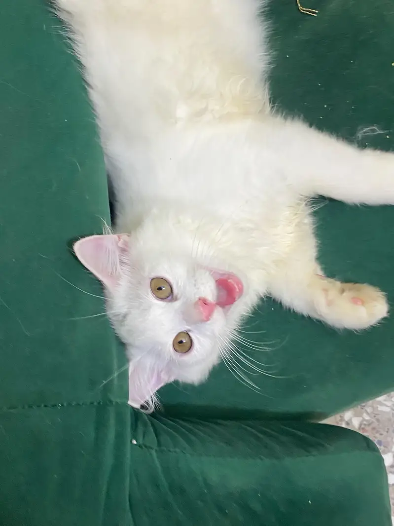 Beautiful White Persian Kitten for Sale — photo 5