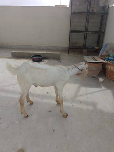 Ghar KY bachy hy