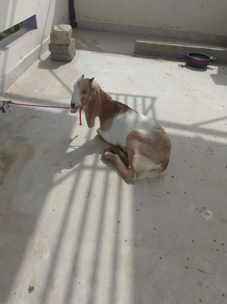 Ghar KY bachy hy — photo 2