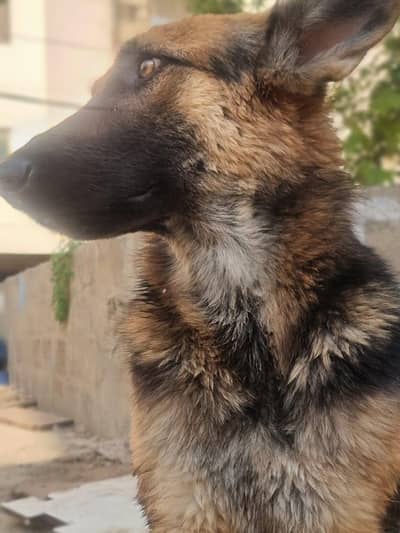 stock courte pure German sheferef