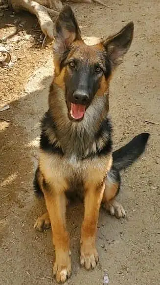 stock courte pure German sheferef — photo 2