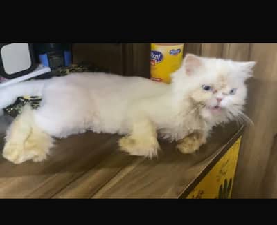 White triple coated Persian breed female