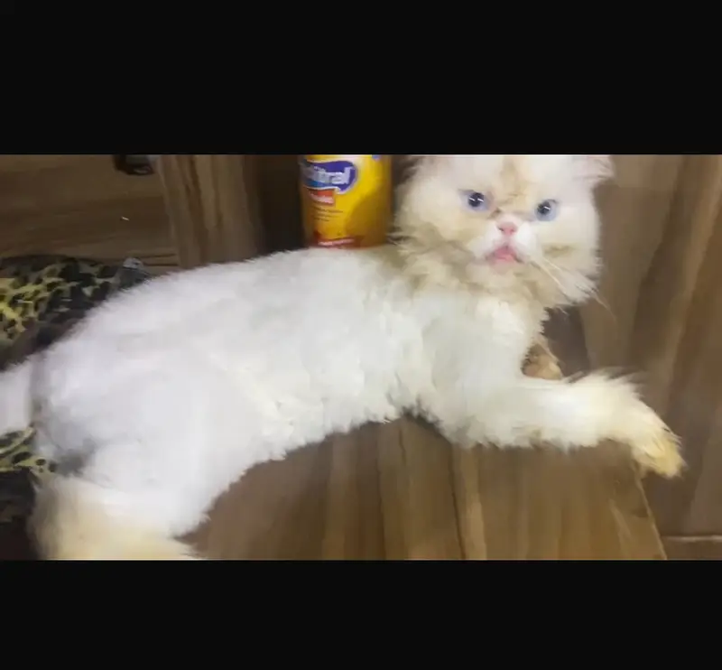 White triple coated Persian breed female — photo 2