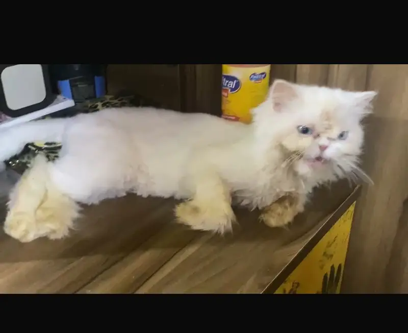 White triple coated Persian breed female — photo 3
