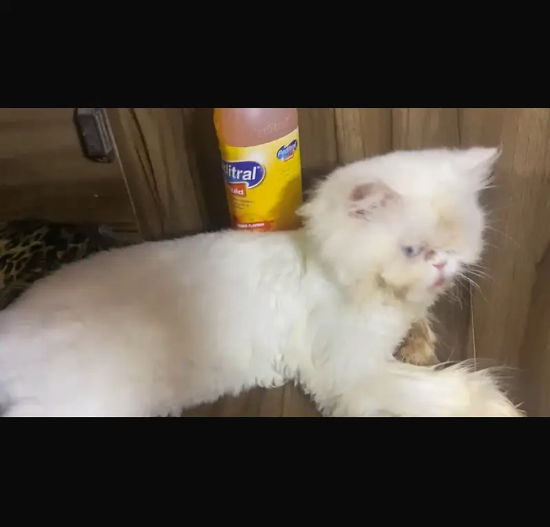 White triple coated Persian breed female — photo 4