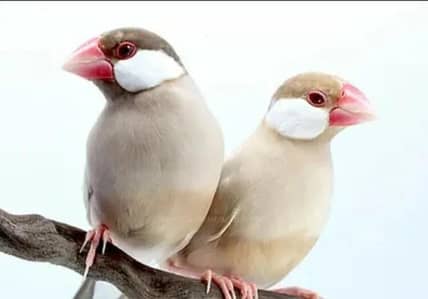 Fown java breader pairs