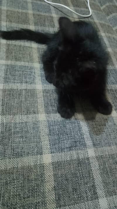 original Persian 2 kitten baby and mother