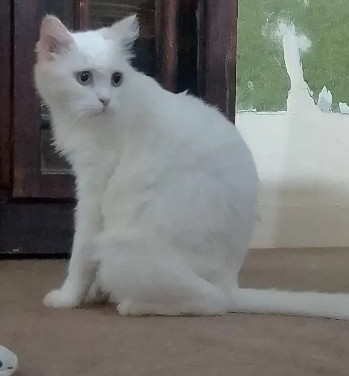 original Persian 2 kitten baby and mother — photo 2