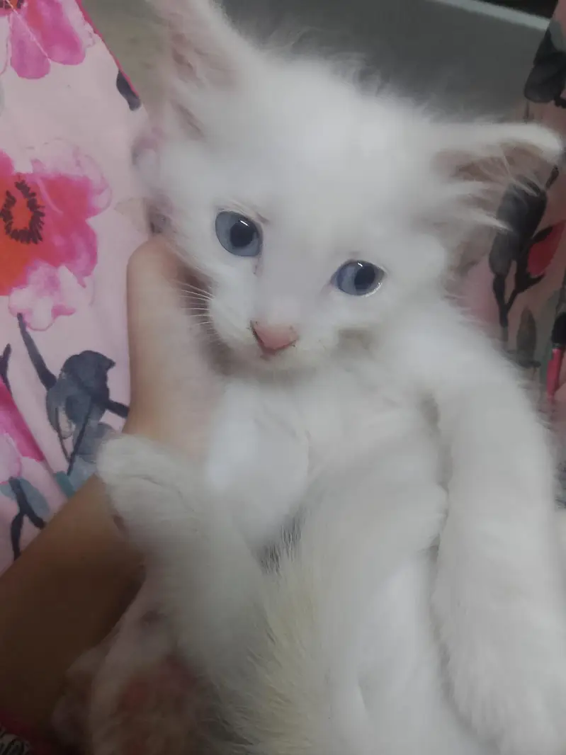 original Persian 2 kitten baby and mother — photo 3