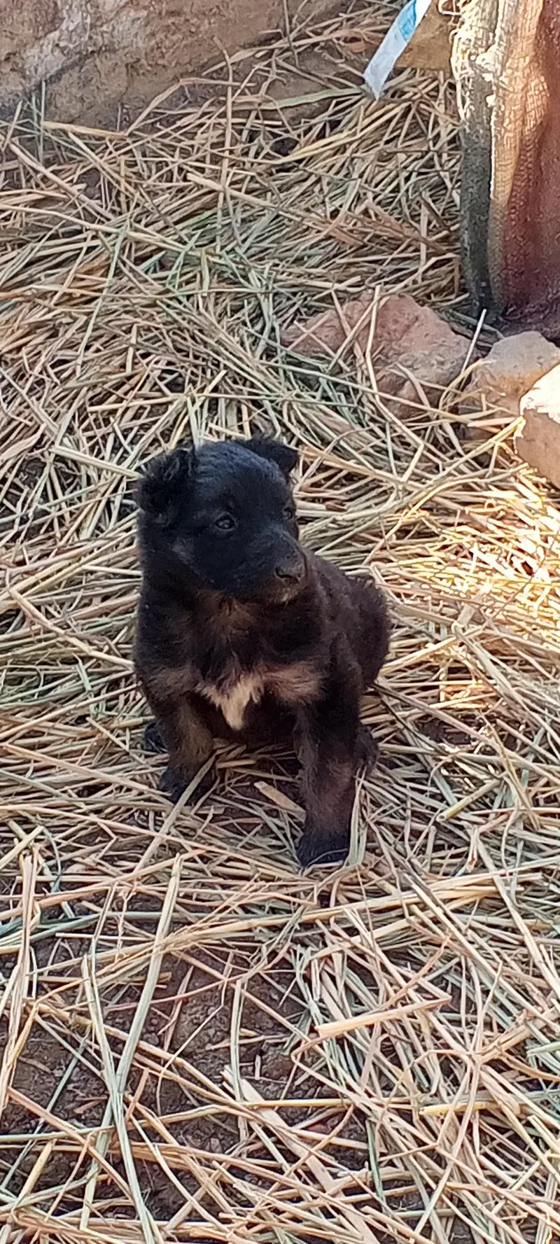 Puppy — photo 2