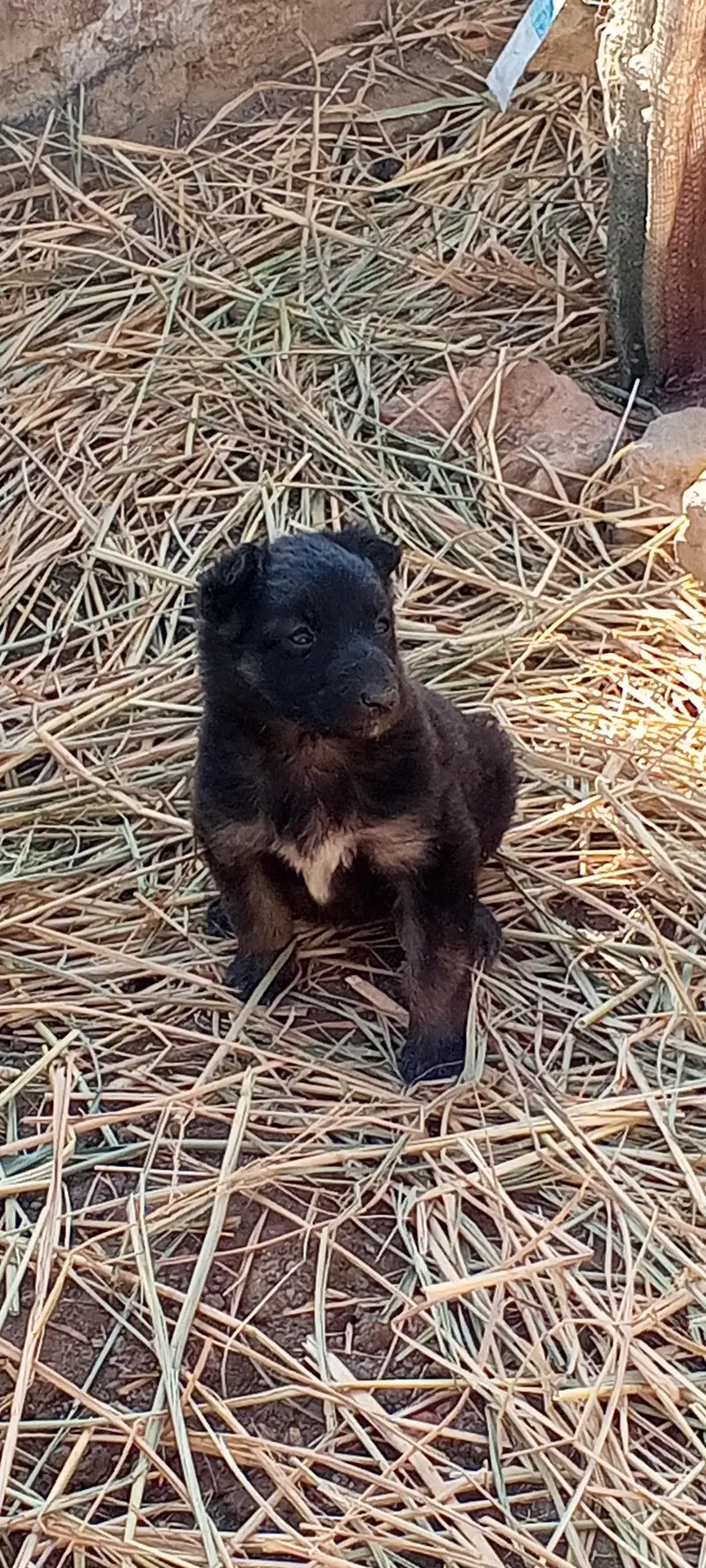 Puppy — photo 3