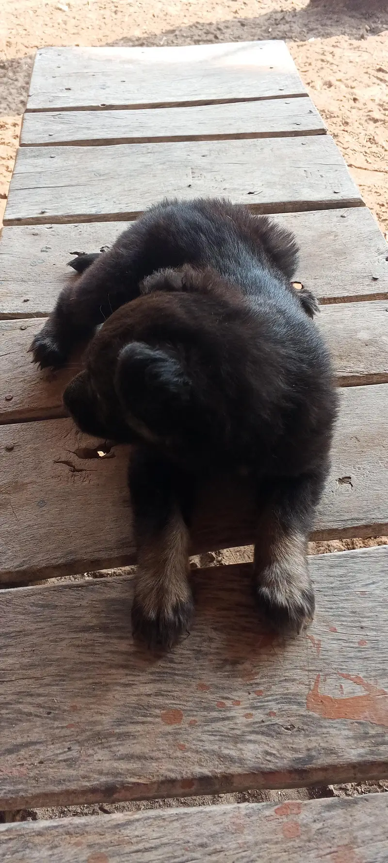 Puppy — photo 4