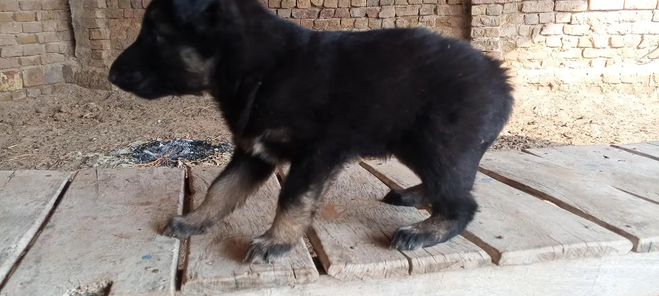 Puppy — photo 5