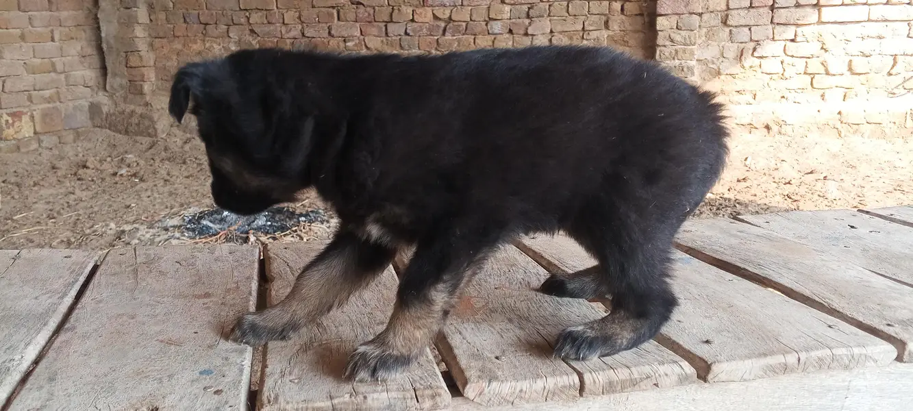 Puppy — photo 6