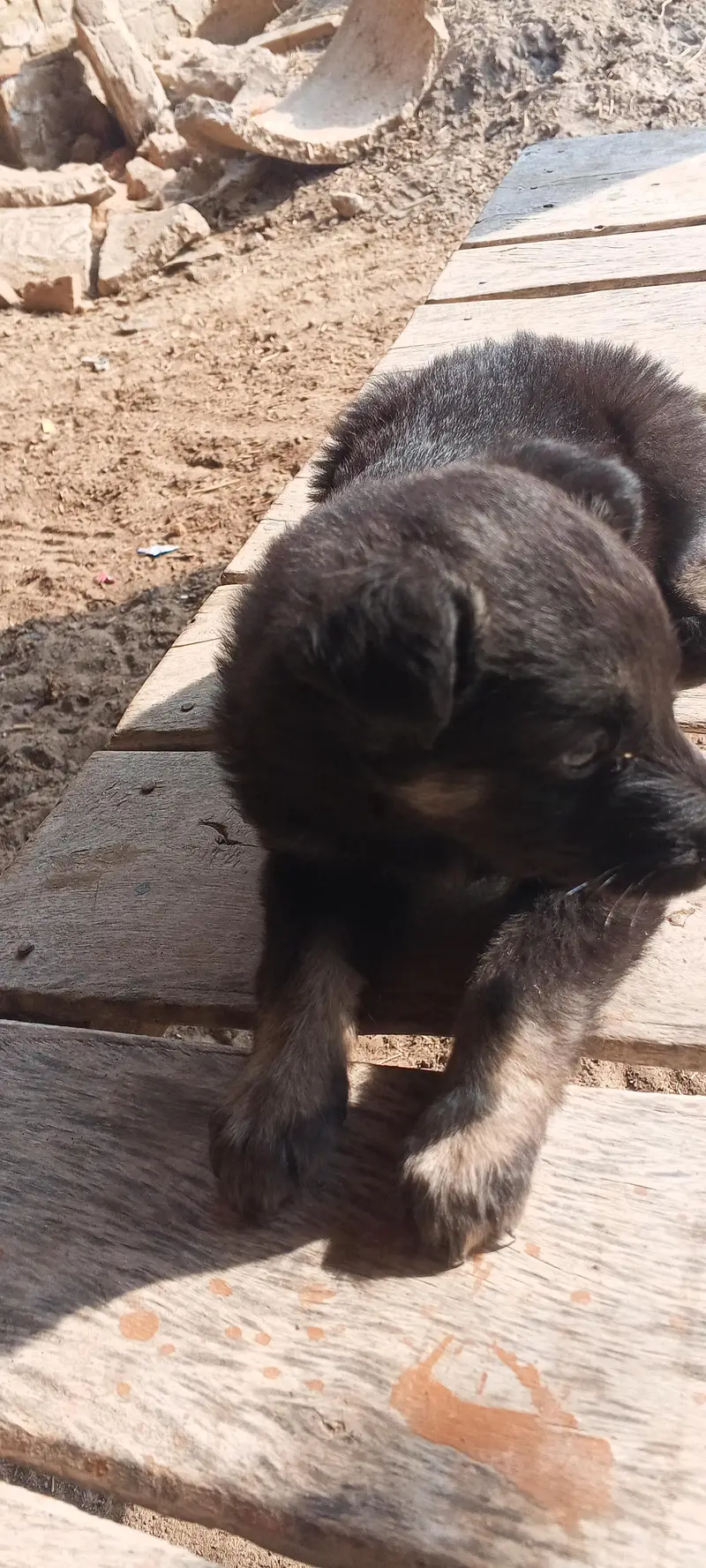 Puppy — photo 7