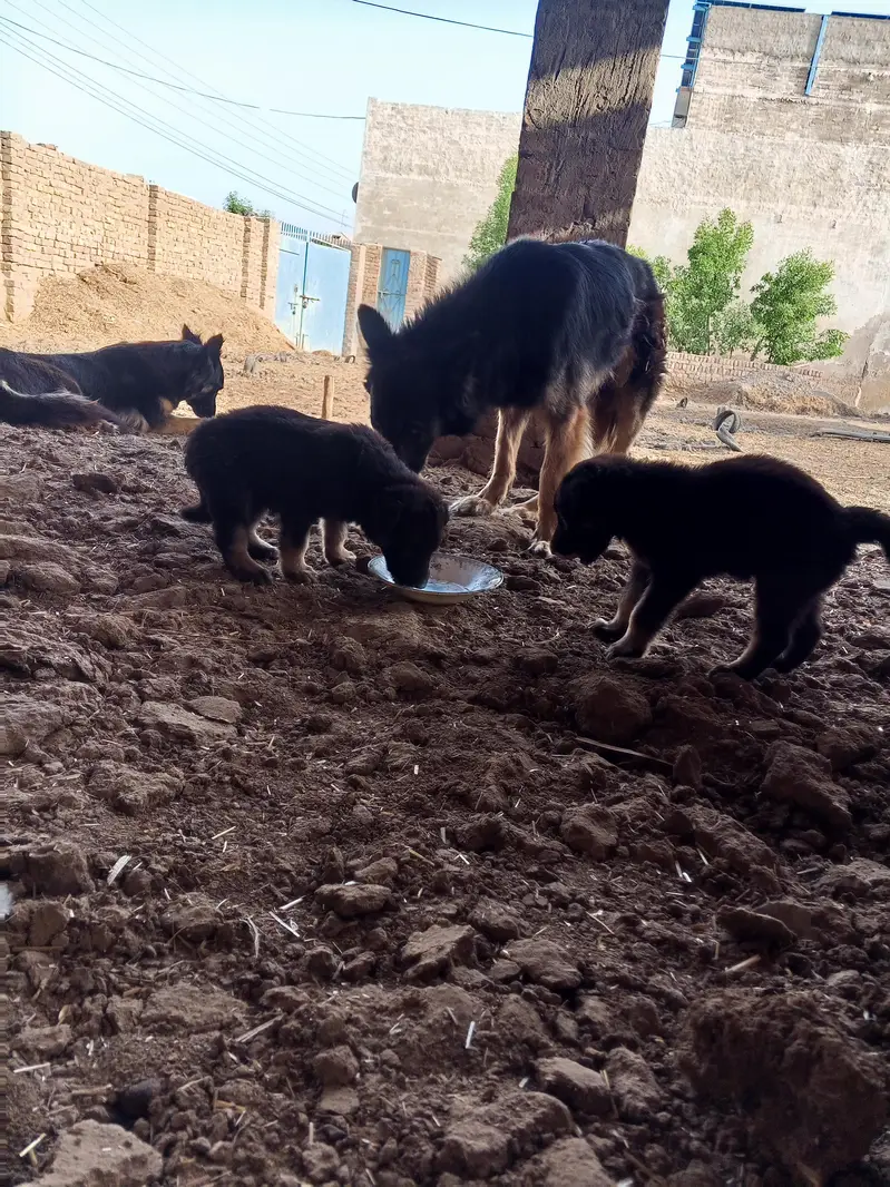 Puppy — photo 9