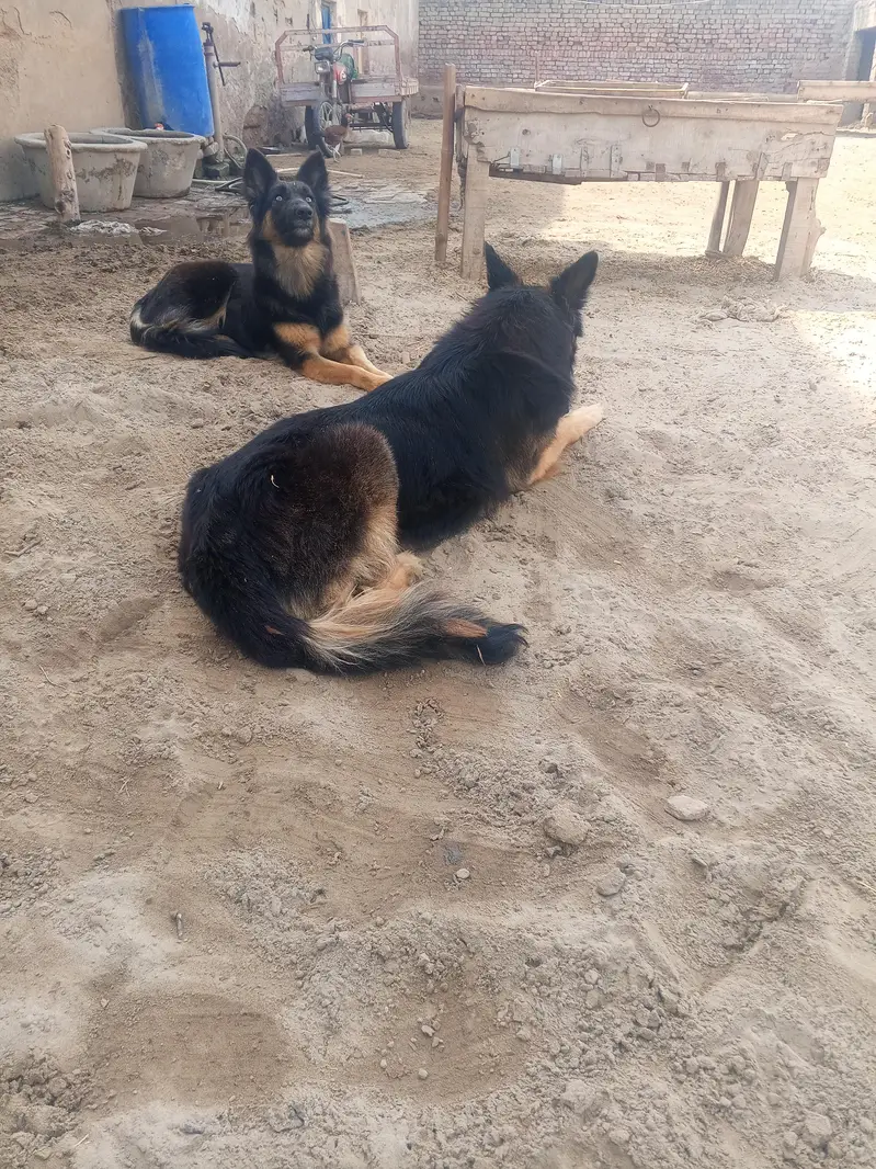 Puppy — photo 10