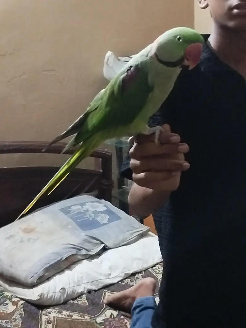 Kashmiri pahari full size — photo 4