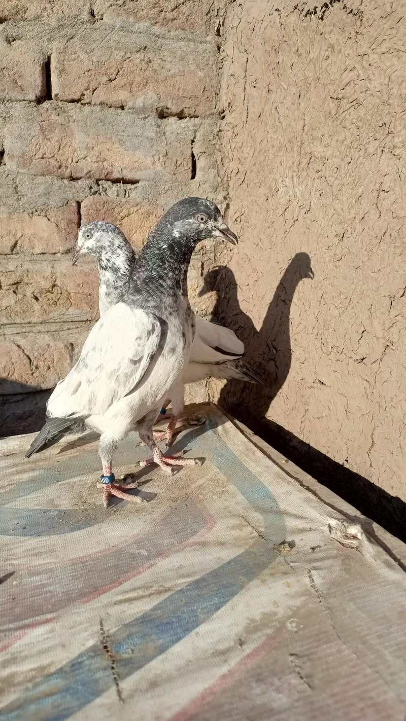 Pipla waly kboter pigeon — photo 2