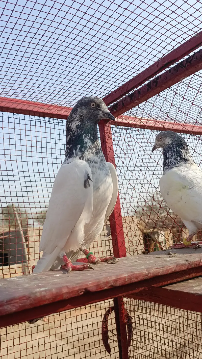 Pipla waly kboter pigeon — photo 3