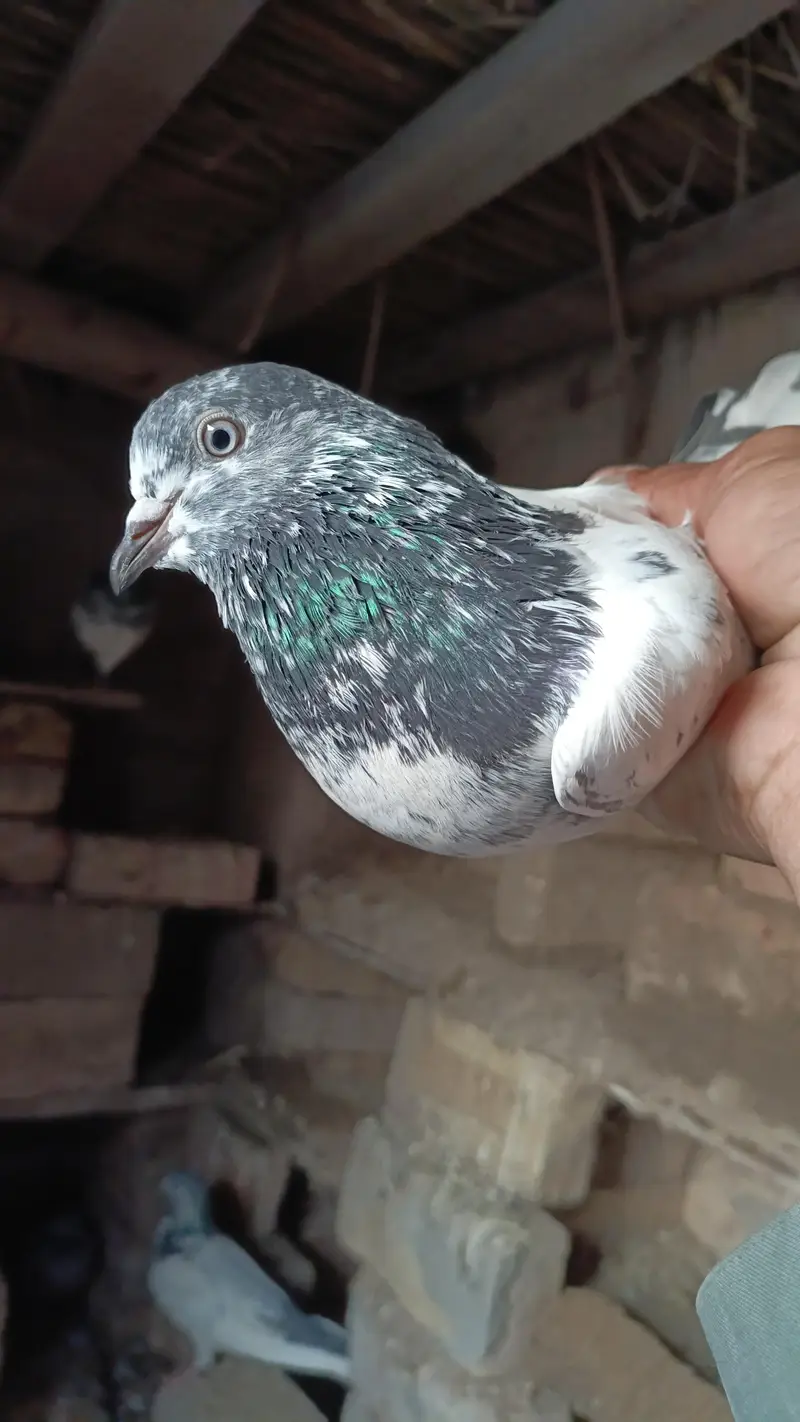 Pipla waly kboter pigeon — photo 4