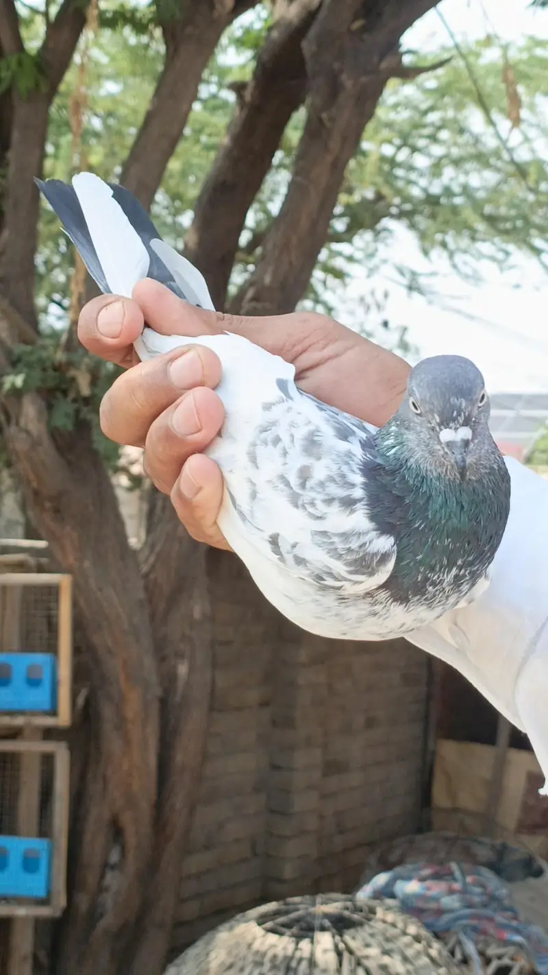 Pipla waly kboter pigeon — photo 5