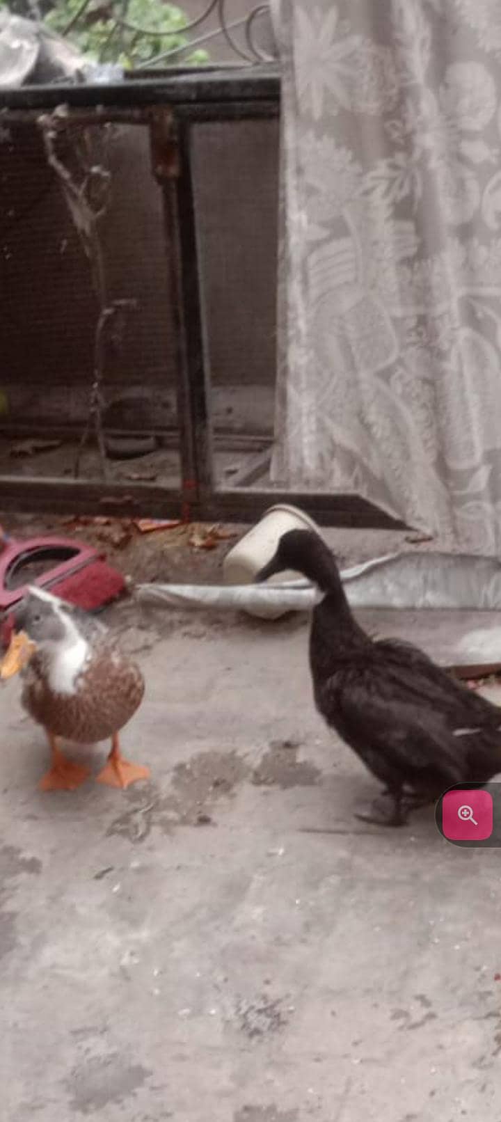 Duck pair 0