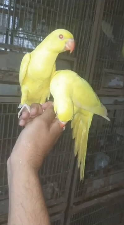Yellow Ringneck Pair for sell