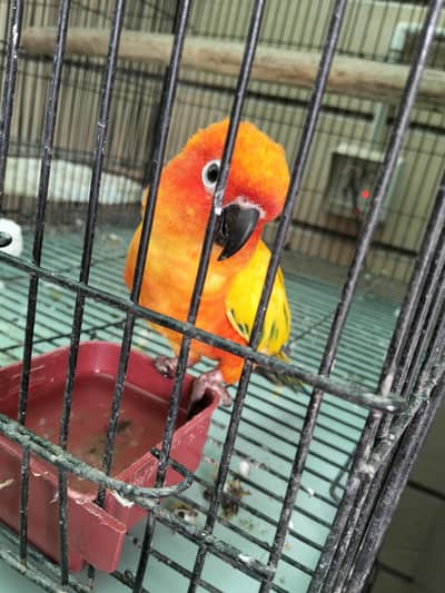 Trusted Parrot Seller | Multan | Fast Replies