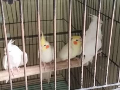 Trusted Parrot Seller | Multan | Fast Replies